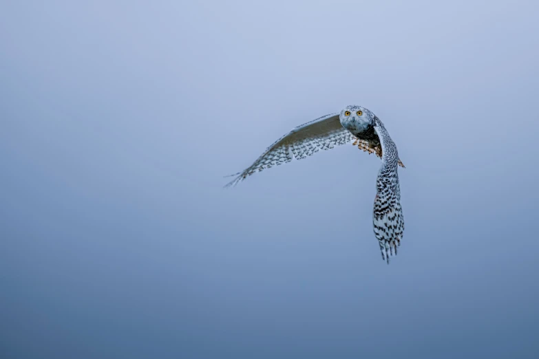 a long - beaked owl flies through the air