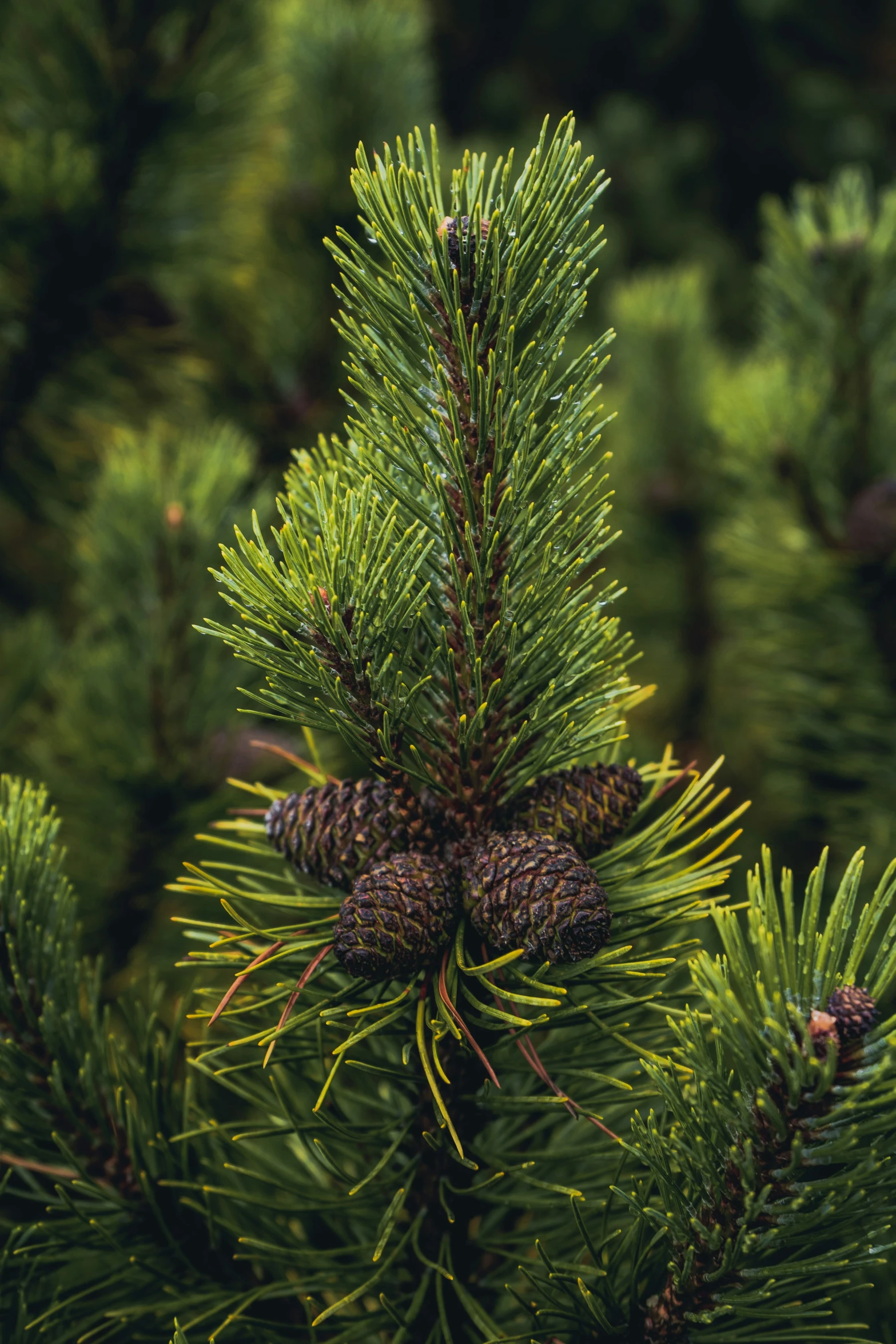 close up of pine cones on evergreen needles