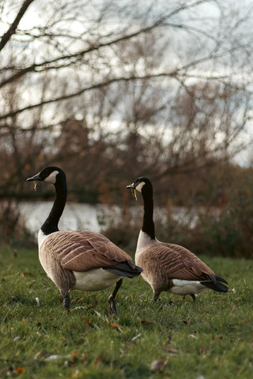 two geese are walking on the grass near some trees