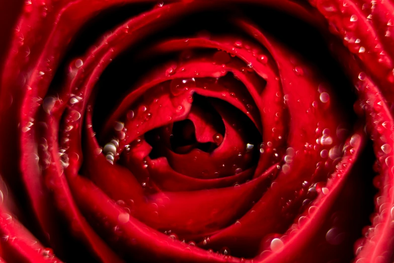 water droplets cover the petals of a red rose