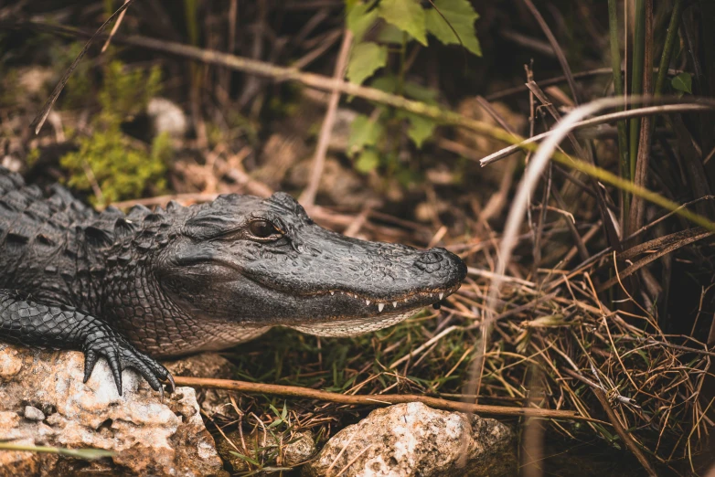 an alligator lays on a rock on the ground