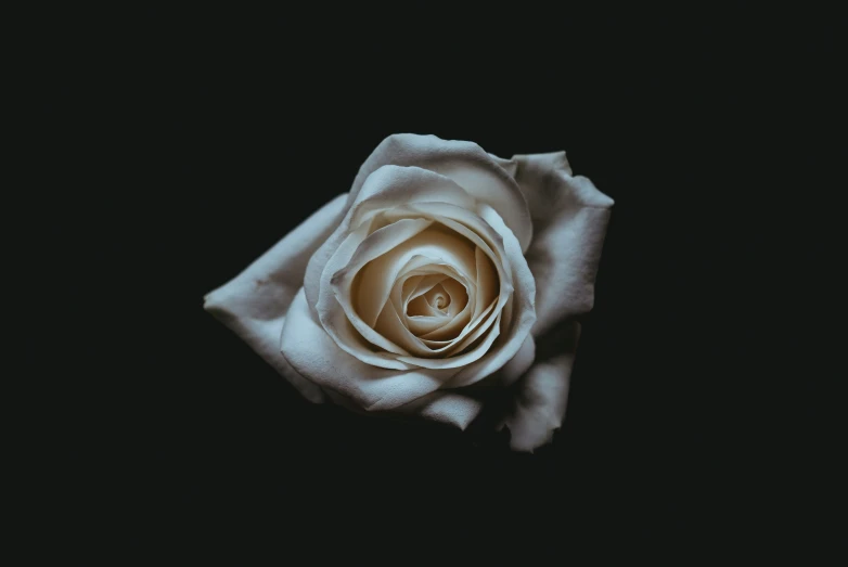 a single white flower is shown on a dark background