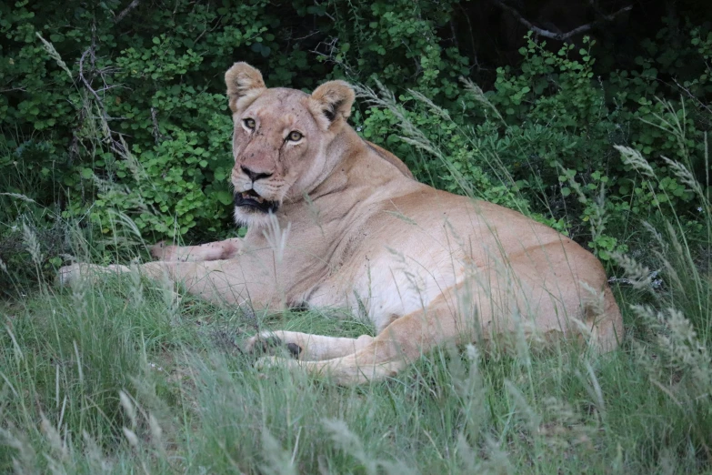 there is a very large lion laying in the grass