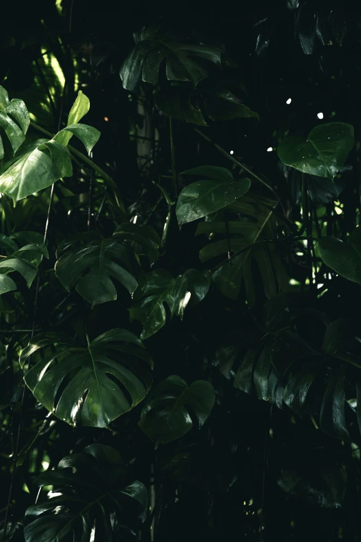 dark tropical leafy area with large nches and bright light from the ceiling