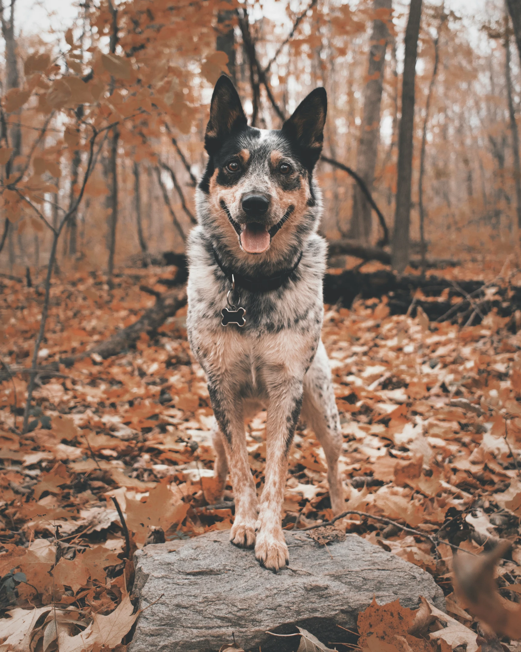 a dog standing on a log surrounded by leaves