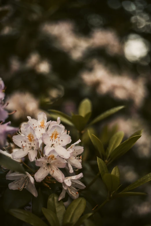 an image of wild flowers taken from the bottom of a tree