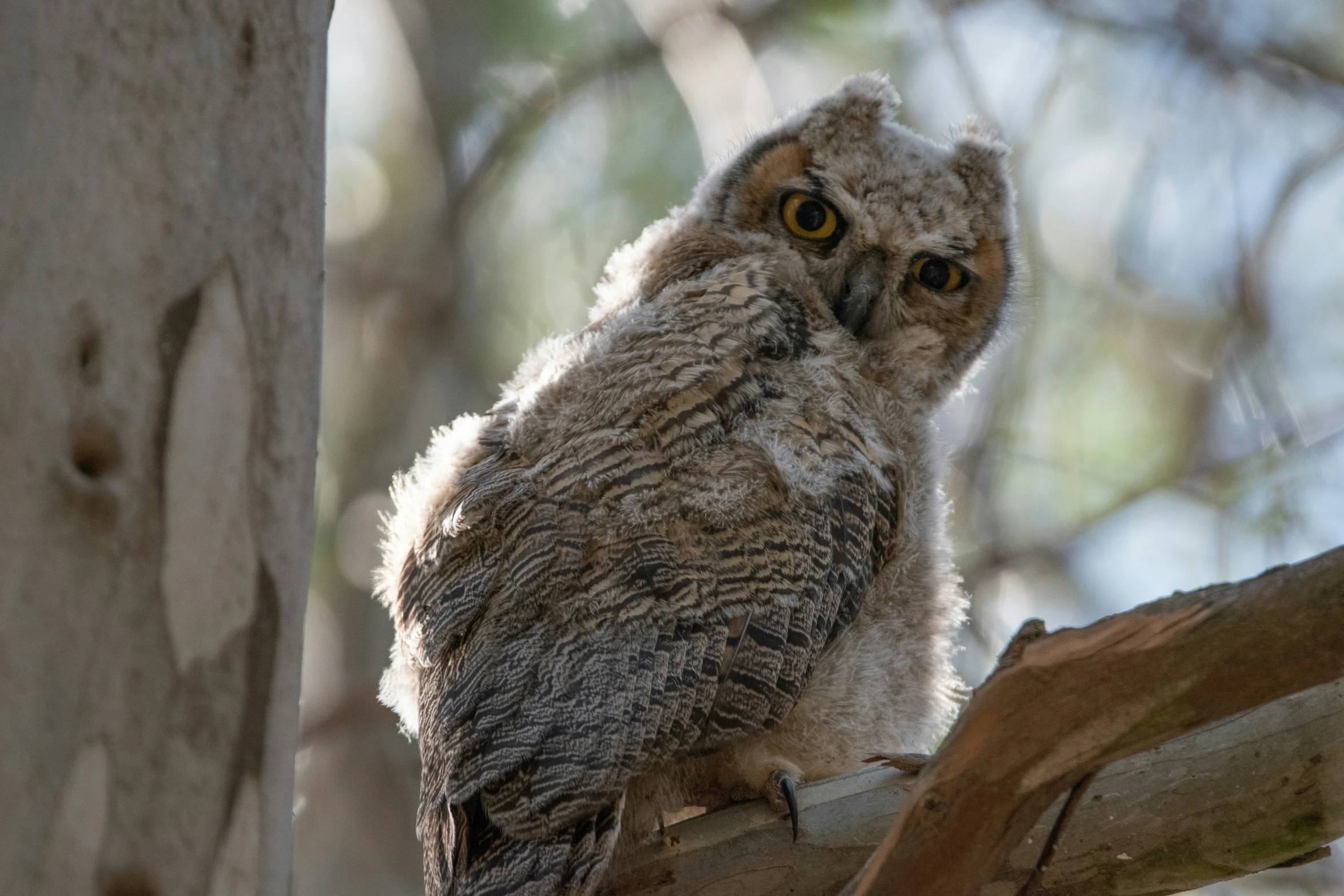 an owl sitting in a tree near some nches