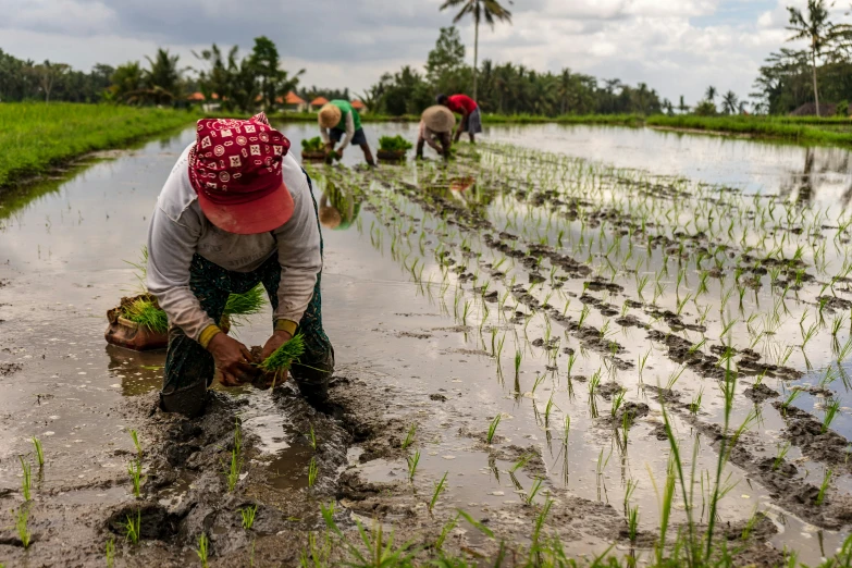 farmers working in a rice field in rural country