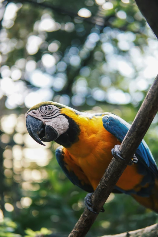 colorful bird perched on a nch of a tree