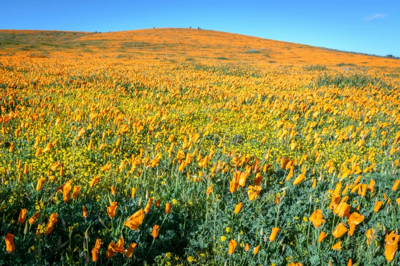 a large field with yellow flowers on the top of a hill