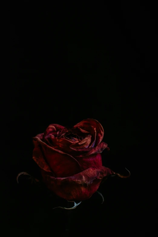 a single dark red rose in the dark