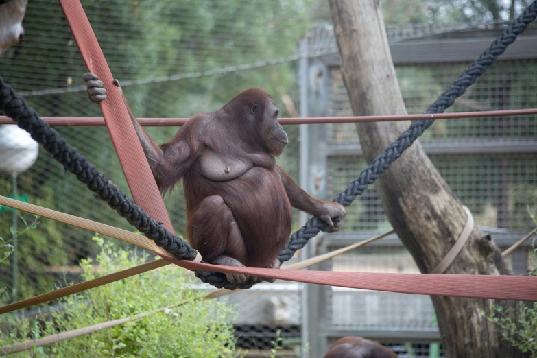 a monkey stands on a rope in the zoo