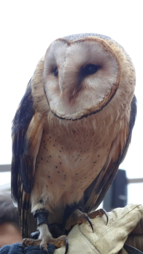 an owl sitting on top of someone's hand