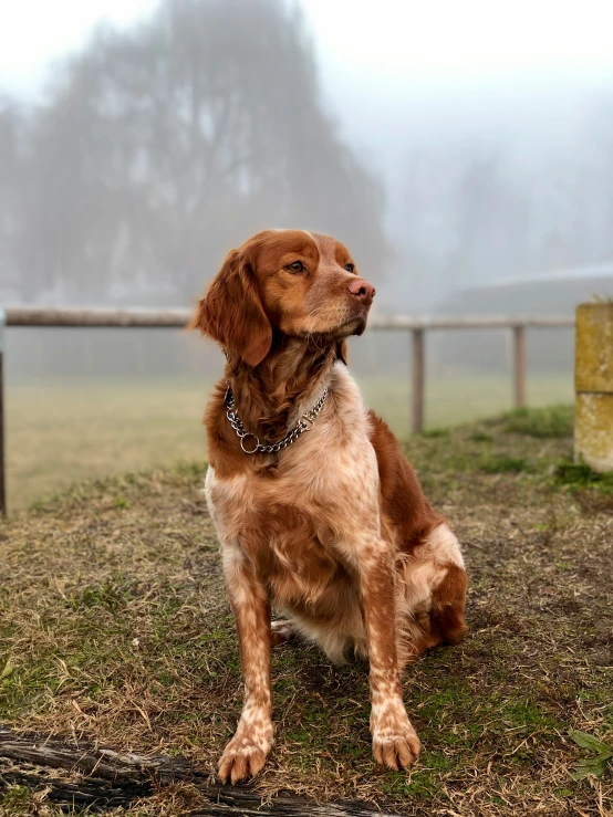 a dog is sitting in the grass on a foggy day