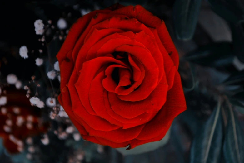 a red rose in bloom with the dark background