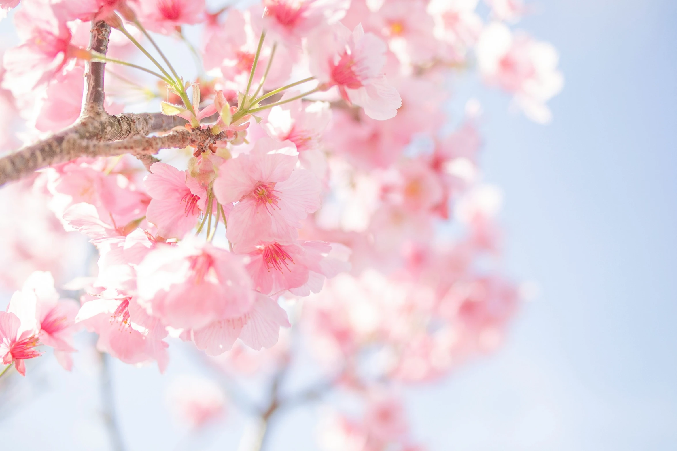 a closeup po of an extremely colorful tree blossom