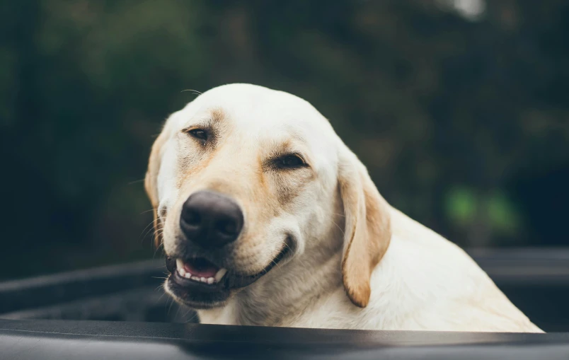 a dog sits in the back of a truck