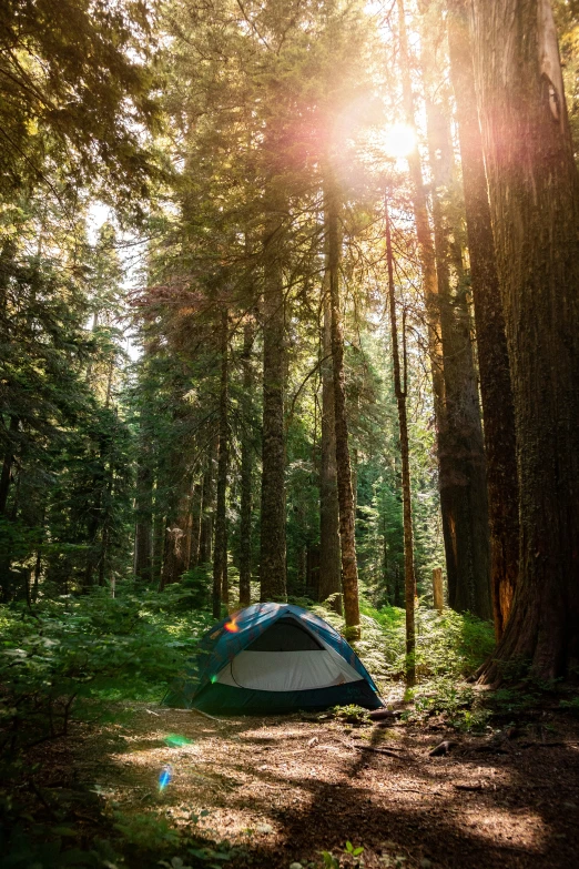 a tent pitched up in the woods under the sun