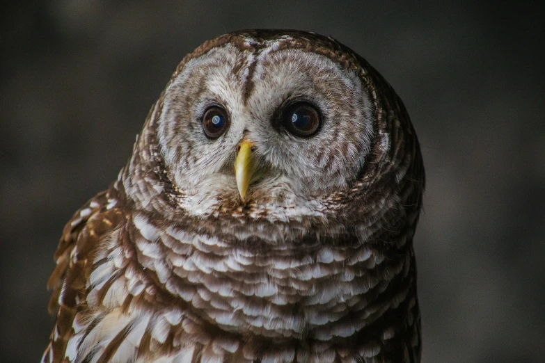 a big owl has a brown and white face