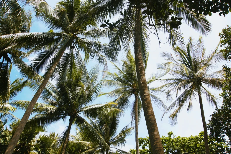 a group of palm trees with white bark against the blue sky