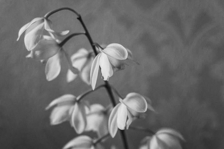 a plant that has long thin green leaves