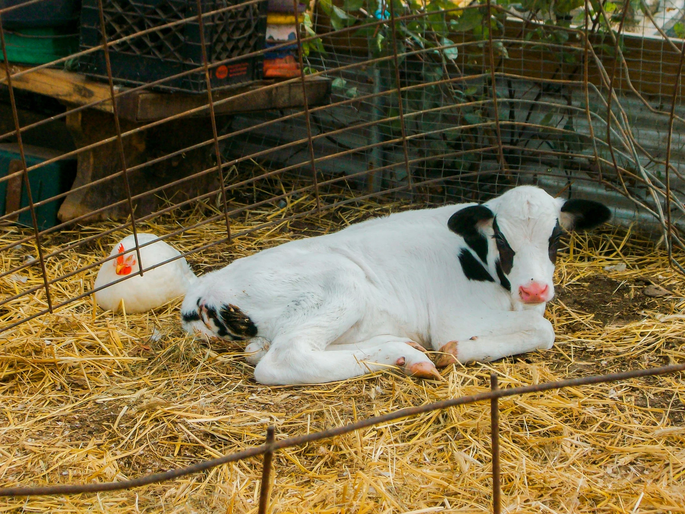 a small cow is laying on straw in a fence