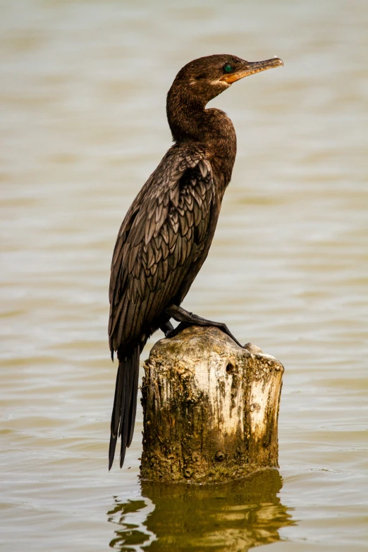 the bird is standing on the edge of the log in the water