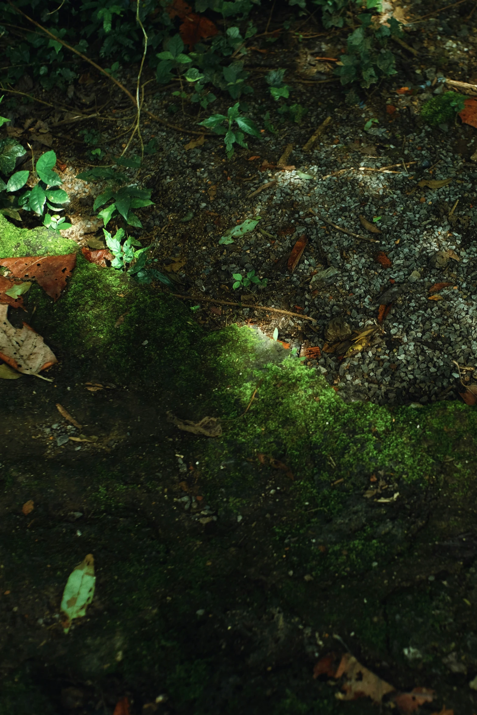 a black fire hydrant in a wooded area covered with moss