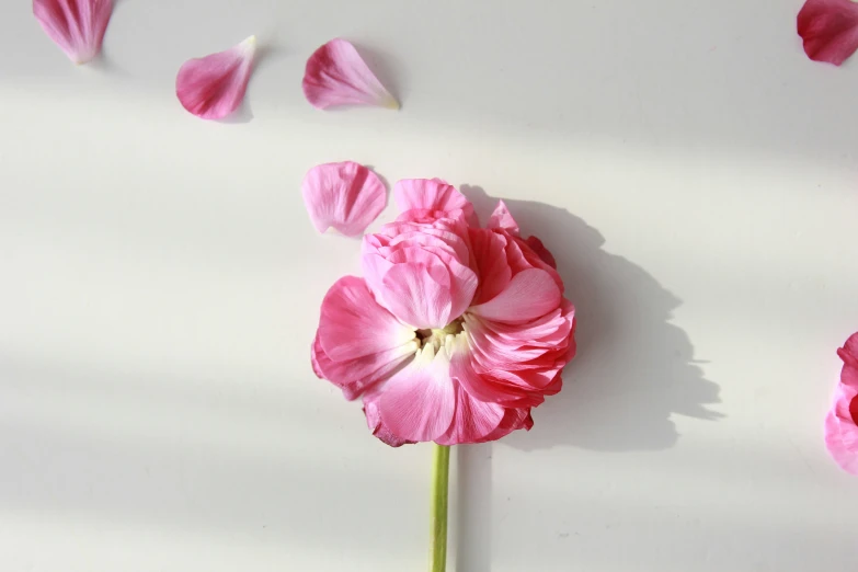 there is a single pink flower on the table