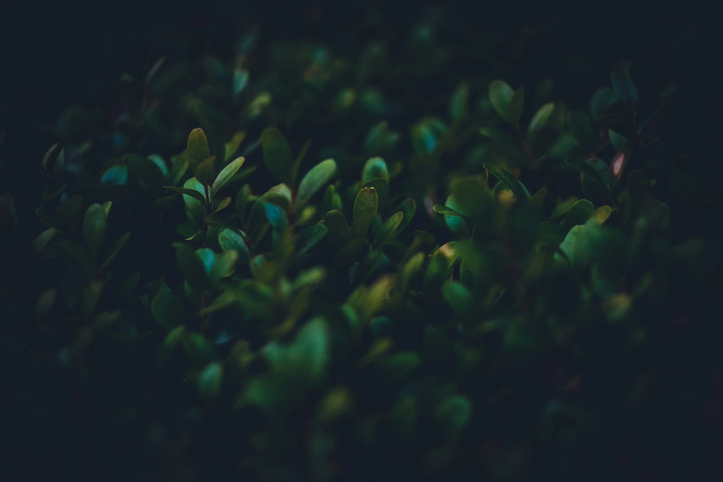 a group of trees sitting in the middle of a forest