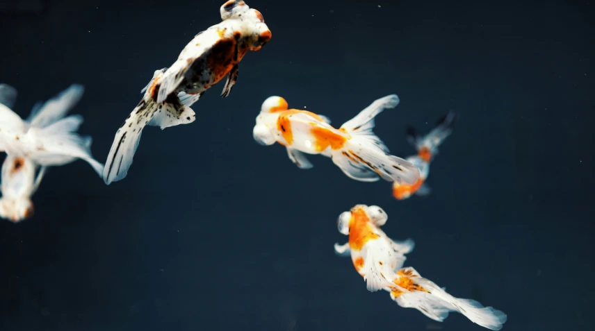 four gold fish swimming around a pond