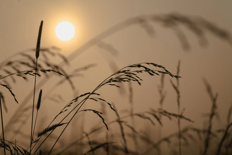 silhouettes of long grasses at sunset as the sun shines through the fog