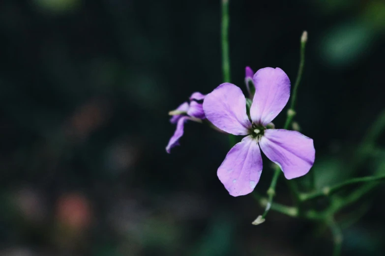 a purple flower is blooming on some thin stems
