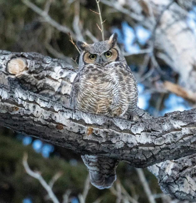 an owl is perched on top of a nch