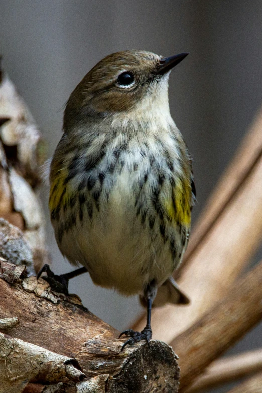 a small bird is sitting on a nch