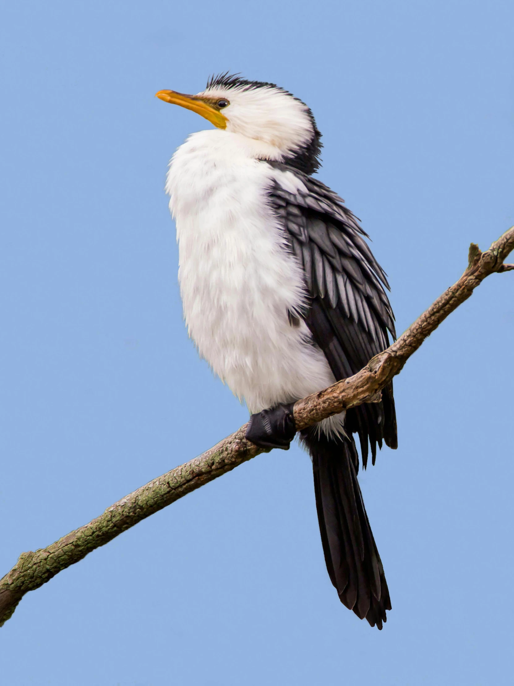 black and white bird perched on twig in blue sky