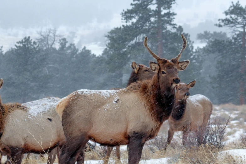 a couple of animals that are standing in the snow