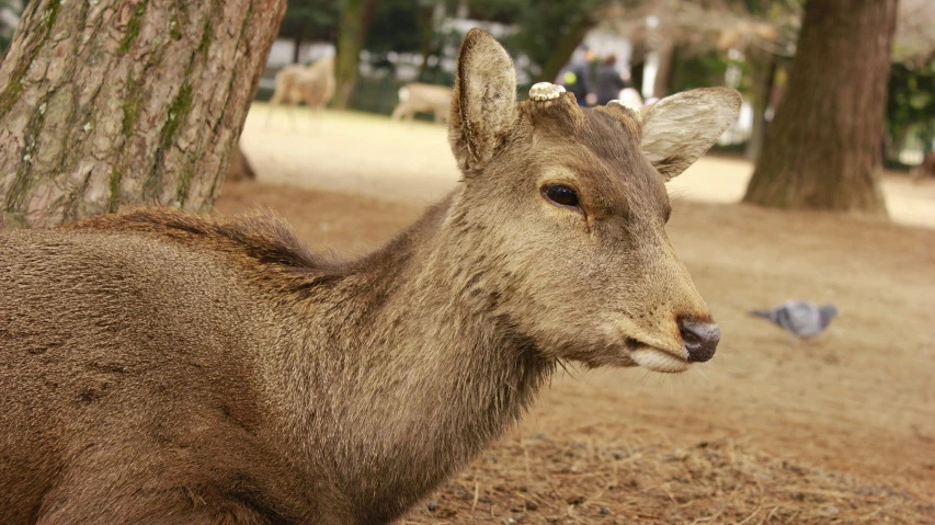 a deer looking at the camera with another in the background