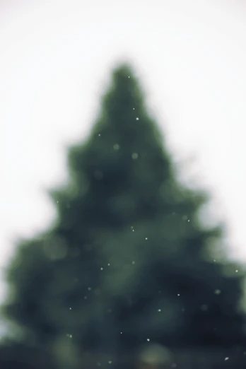 a blurry po of a green pine tree