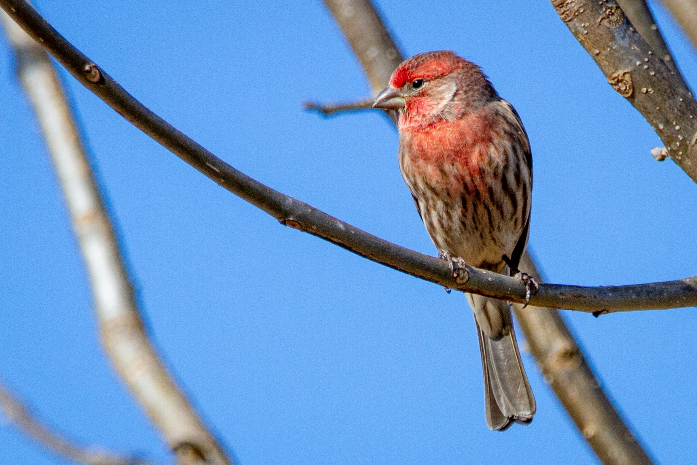 the bird is sitting in the tree and waiting for its next meal