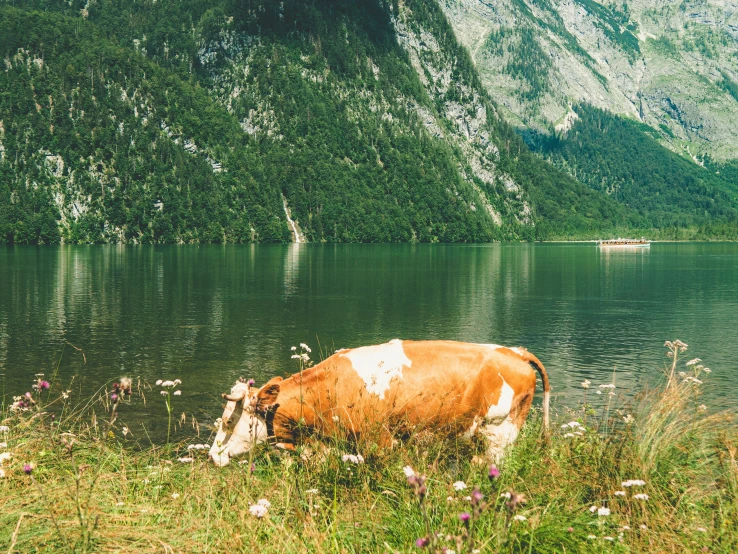 a cow is laying by the edge of a lake