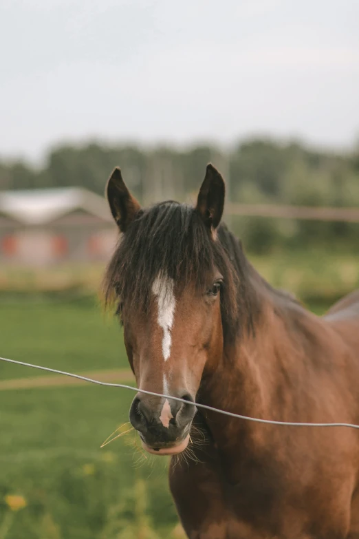 a brown horse standing next to a lush green field