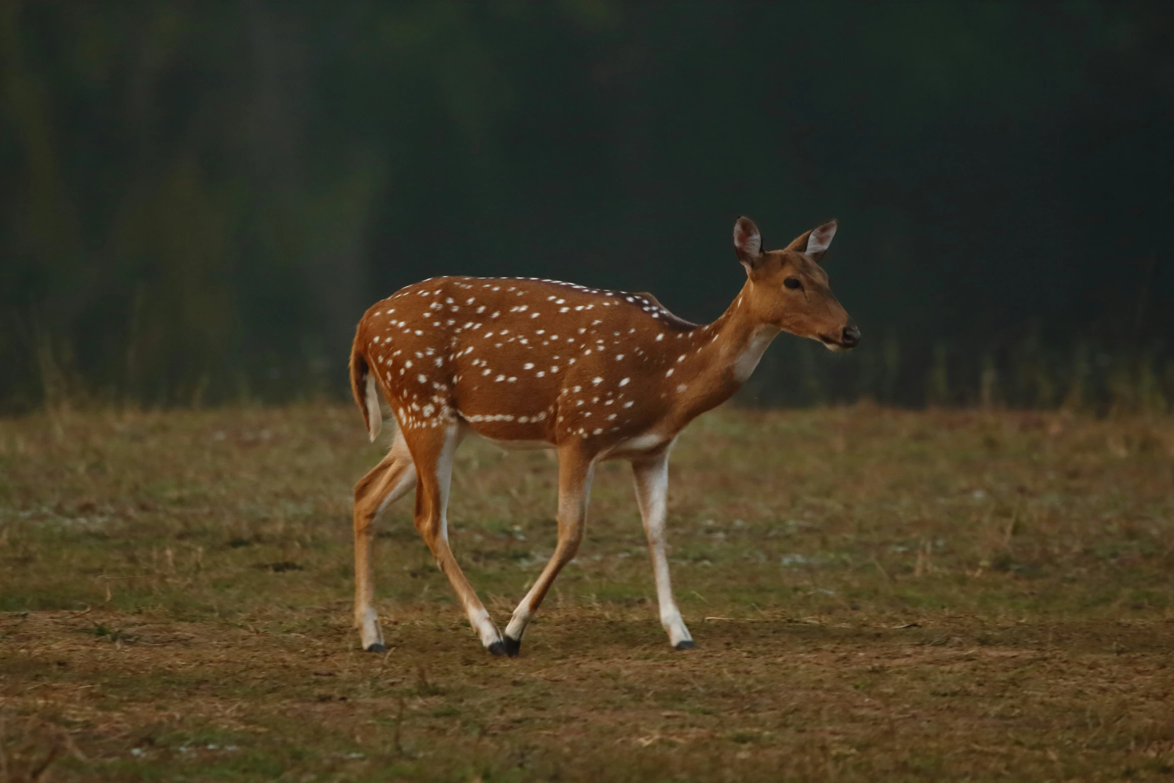 a young deer walks through the forest