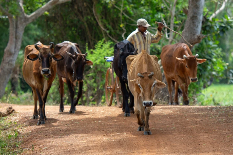 a herd of cattle standing on a dirt road