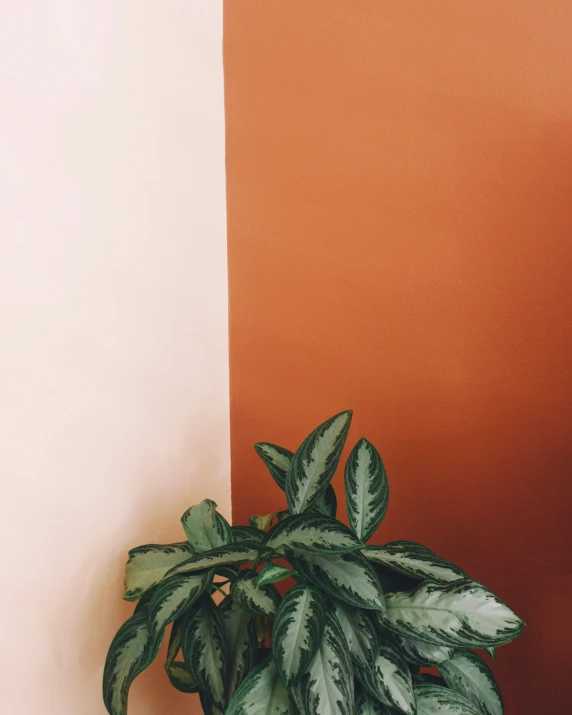 a potted plant on top of a table