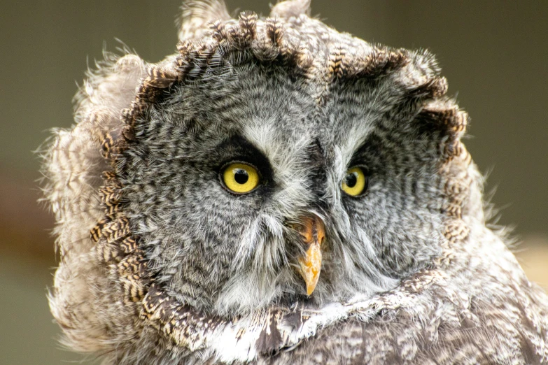 a close up of a owl with large yellow eyes