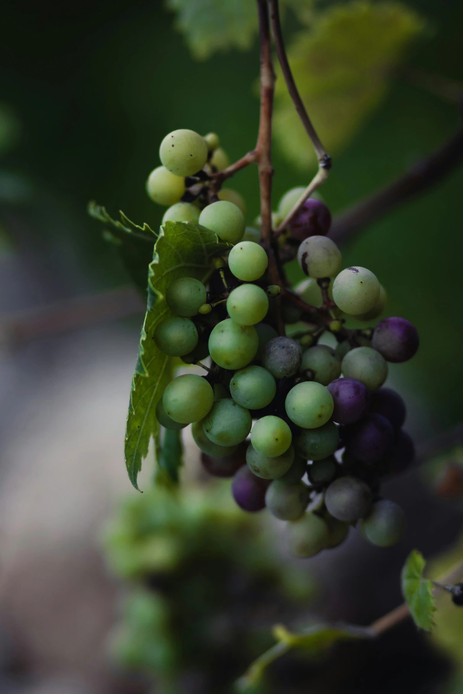 gs growing on a vine in a garden