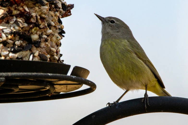 a yellow and gray bird is perched on a wire and perch