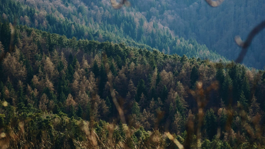 some hills and trees that are surrounded by tall grass