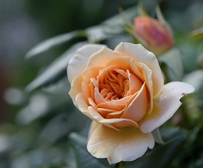 a yellow and white flower is on a bush